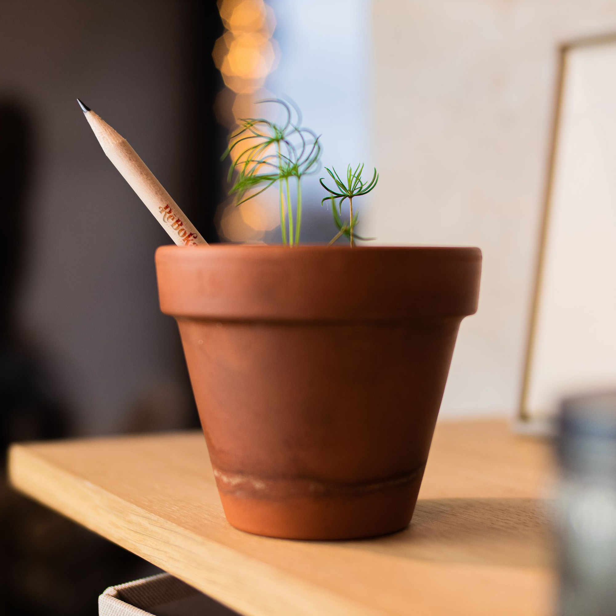 SPROUT Bleistift | FSC-zertifiziert | Pflanzbar
