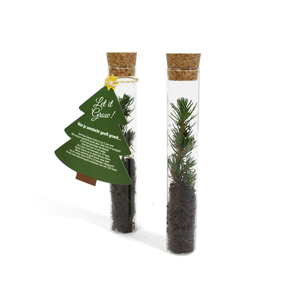 Germoglio di abete – In tubo di vetro | Biglietto personale | Cresce in albero | Regalo sostenibile